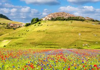 Castelluccio di Norcia: perch&eacute; la fioritura delle lenticchie &egrave; uno spettacolo unico al mondo