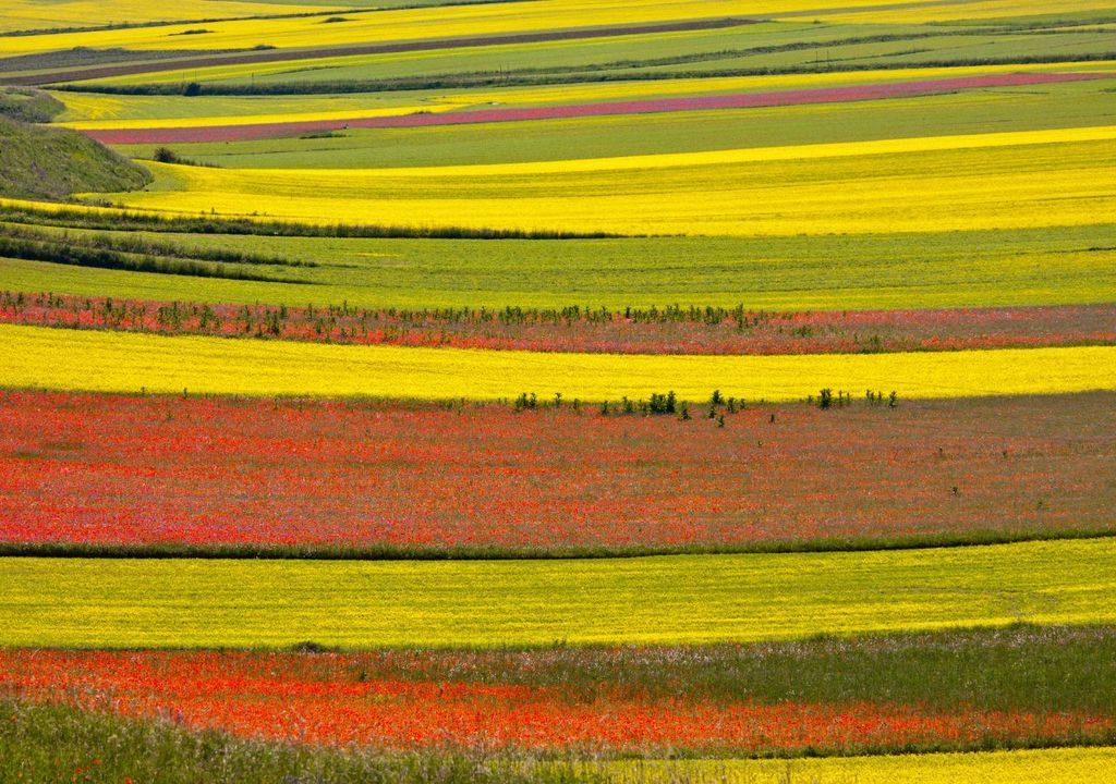 Pian Grande durante la fioritura delle lenticchie