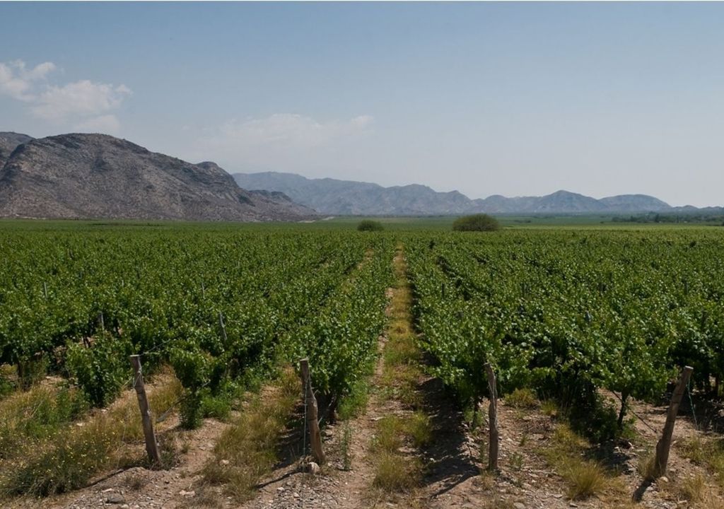 Ruta del Vino de Altura