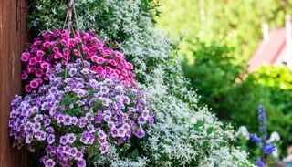 Catarata de color: la planta colgante que florece casi todo el a&ntilde;o y es ideal para vestir canteros y balcones chicos