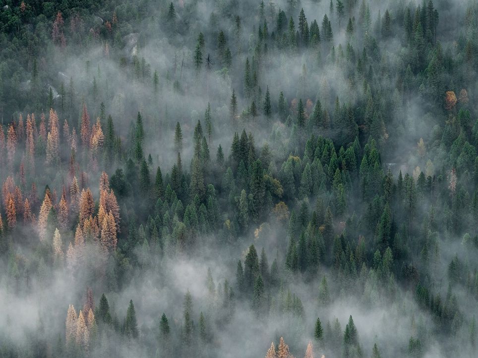 Incendios en Sibeia