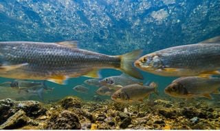 &iexcl;Cat&aacute;strofe en los r&iacute;os! Casi la mitad de los peces de agua dulce en Europa, al borde de la extinci&oacute;n