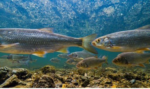 &iexcl;Cat&aacute;strofe en los r&iacute;os! Casi la mitad de los peces de agua dulce en Europa, al borde de la extinci&oacute;n