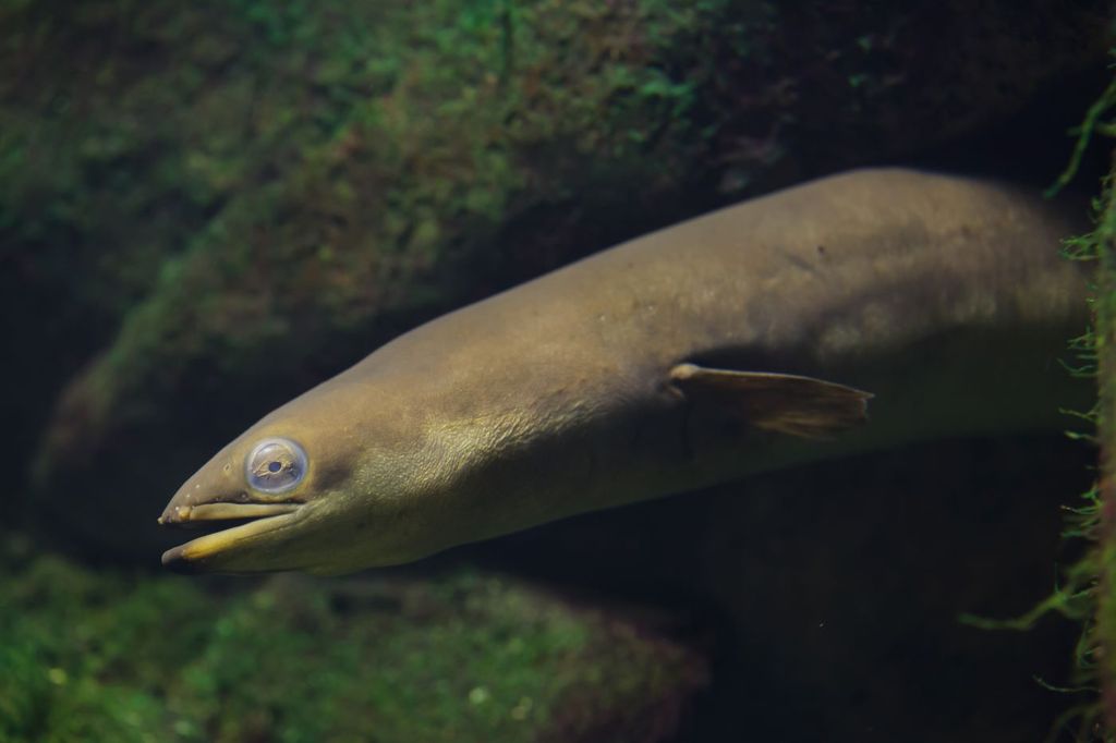 La anguila europea (Anguilla anguilla), especie en peligro crítico de extinción, requiere ríos de caudal libre para completar su ciclo vital.