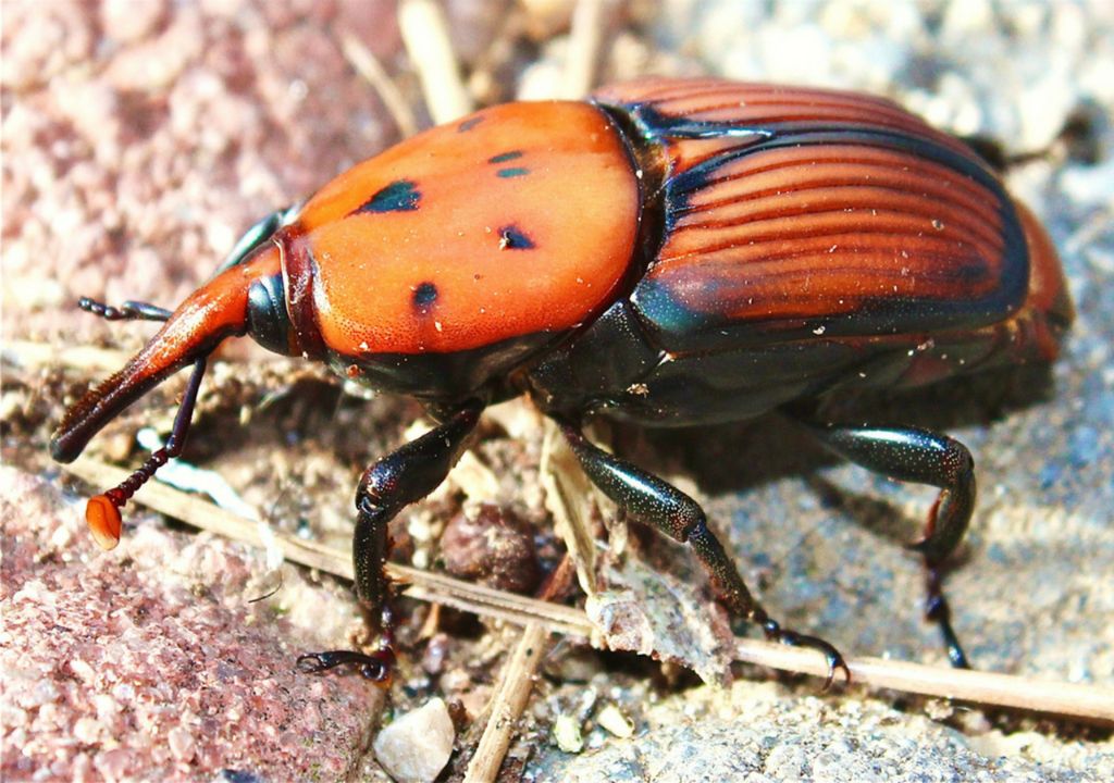 red palm beetle