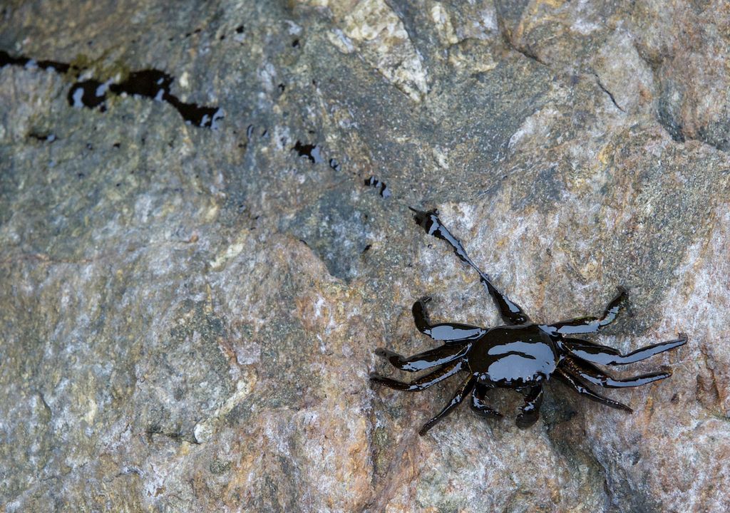 Cangrejo cubierto de petróleo Cangrejo cubierto de petróleo