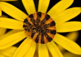 Caterpillars sense predators by the static electricity they emit