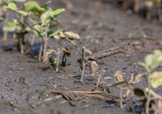 ¿Causará la DANA pérdidas millonarias en los cultivos del sureste peninsular? Granizo y lluvias intensas en estas zonas