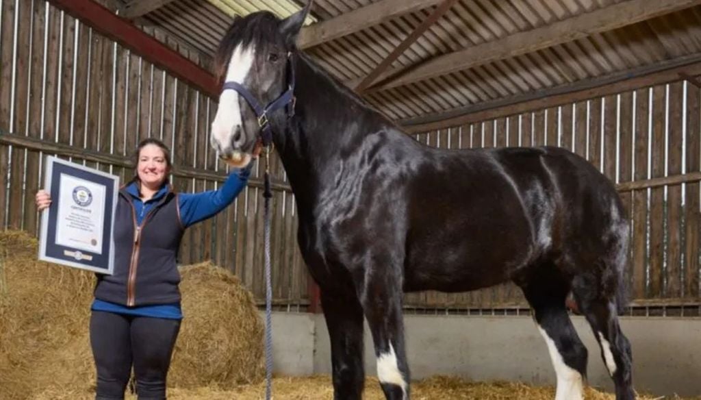 Hugo se tornou o cavalo vivo mais alto do mundo Imagem: Divulgação/Guinness World Records 2027… - Veja mais em https://noticias.uol.com.br/meio-ambiente/ultimas-noticias/redacao/2026/09/10/cavalo-de-quase-dois-metros-supera-marca-e-vira-o-mais-alto-vivo-do-mundo.ghtm?cmpid=copiaecola Hugo se tornou o cavalo vivo mais alto do mundo. Crédito: Divulgação/Guinness World Records 2027