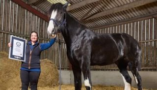 Cavalo de quase dois metros entra para o Guinness como o mais alto do mundo