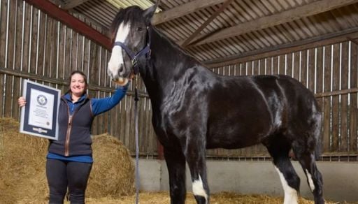 Cavalo de quase dois metros entra para o Guinness como o mais alto do mundo