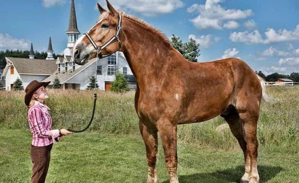 Big Jake, cavalo que anteriormente ostentava o título de maior do mundo, media 2,13m. Crédito: Texas Blog Big Jake, cavalo que anteriormente ostentava o título de maior do mundo, media 2,13m. Crédito: Texas Blog
