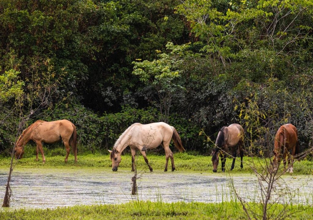 Cavalos semisselvagens Cavalos semisselvagens