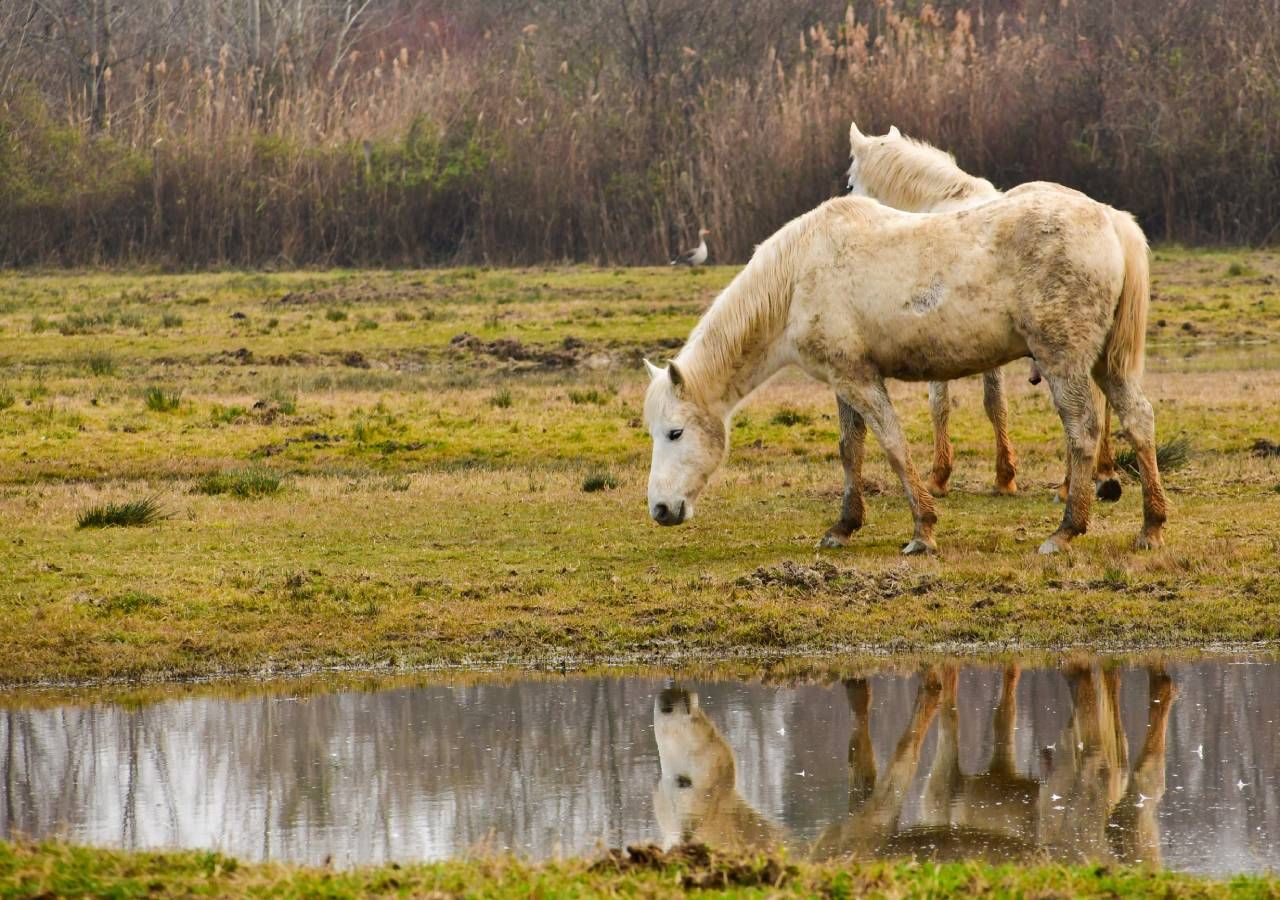 A “Rewilding Europe” está a reintroduzir cavalos semisselvagens em muitas paisagens da Europa, como o cavalo Sorraia, no Vale do Côa, o que pode ajudar a reduzir o risco de incêndios.