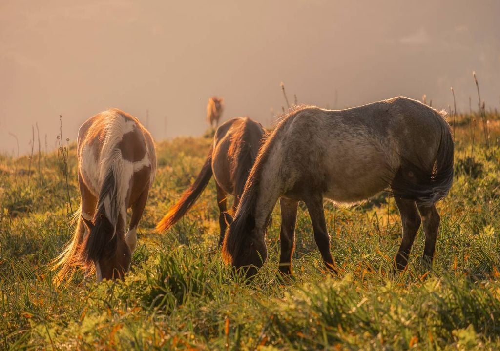 cavalos selvagens cavalos selvagens