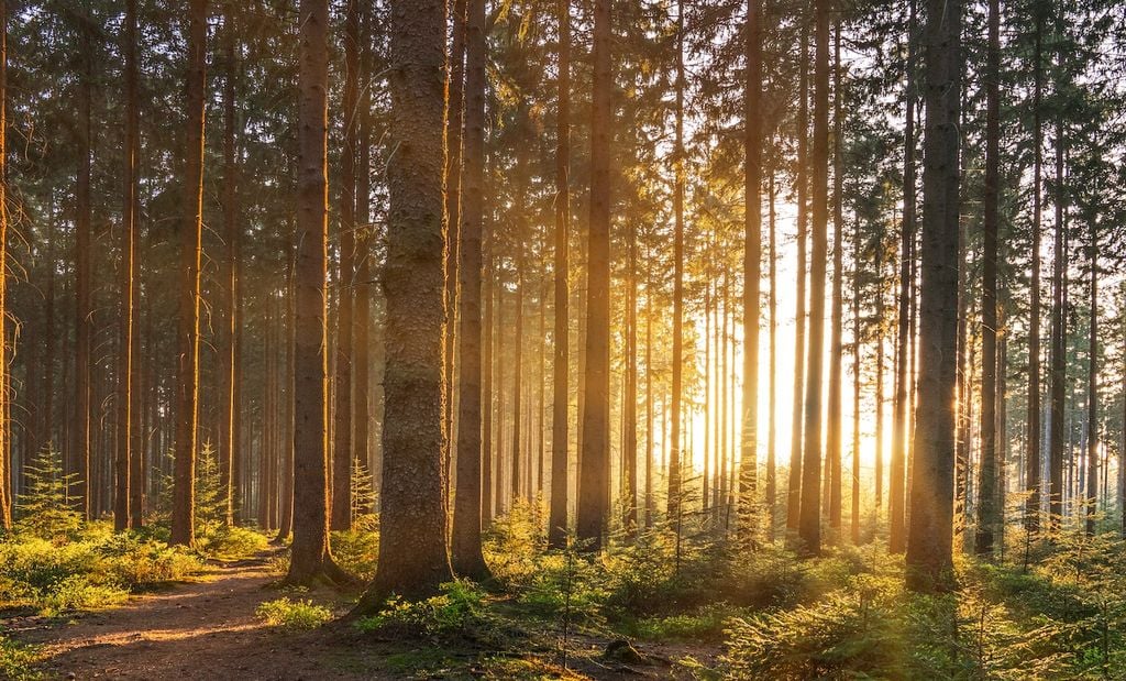 Die Wälder - der aktivste, naturürliche Kohlenstoff-Speicher