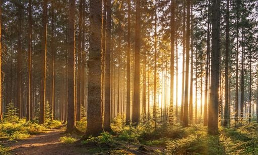CDR: die finale L&ouml;sung der Klimafrage? - Teil 1 -