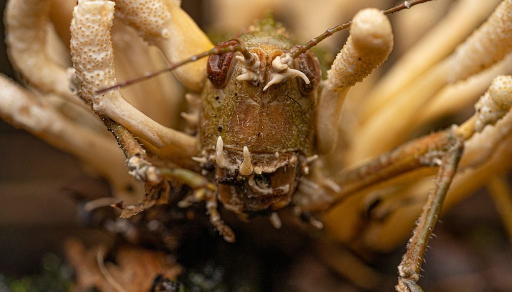 Cette sauterelle est recouverte du champignon cordyceps.