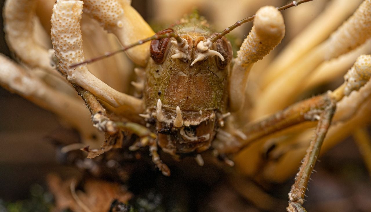 This Fungus That Inspired The Last of Us Turns Insects Into Zombies ...