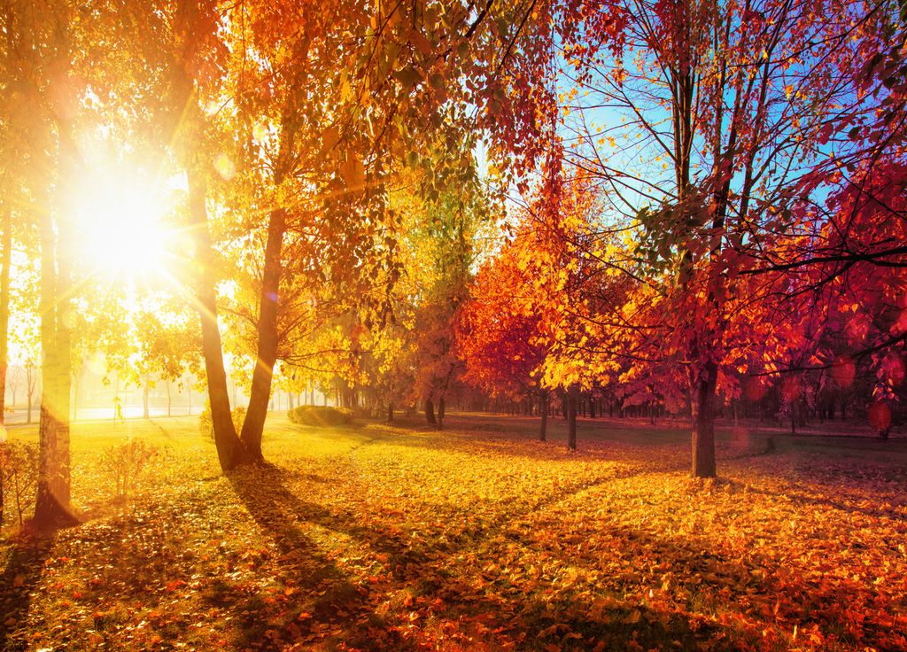 La lumière d'automne et la baisse des températures vont progressivement donner des couleurs aux feuillus.