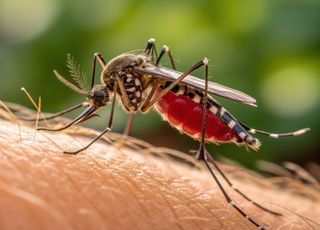 Ce pays était à l'abri des moustiques... jusqu'à maintenant ! 