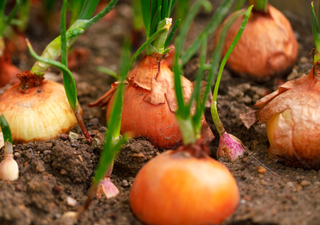 Onion is the first vegetable included by Climate Risk Zoning Map, find out what this means