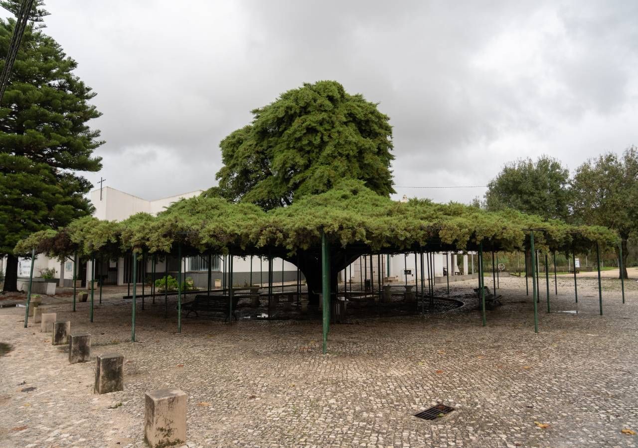 Um cedro com 75 anos, plantado na década de 1950 em Runa, Torres Vedras, é a vencedora da Árvore do Ano 2026, anunciada nesta segunda-feira, 12 de janeiro, pela UNAC. Foto: UNAC