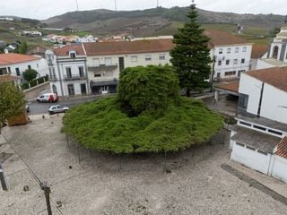 Cedro plantado há 75 anos em Torres Vedras vence concurso Árvore do Ano Portugal 2026