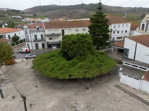 Cedro plantado h&aacute; 75 anos em Torres Vedras vence concurso &Aacute;rvore do Ano Portugal 2026
