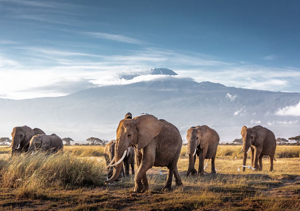 Elefantes com o Kilimanjaro ao fundo.