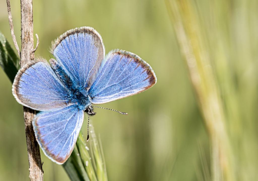 Mariposa Ibérica Mariposa Ibérica