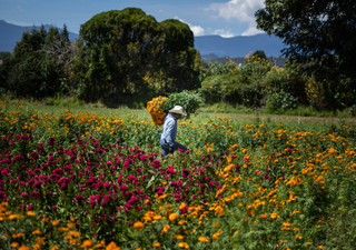 Cempasúchil: Flor de tradición, identidad y controversia en el campo mexicano