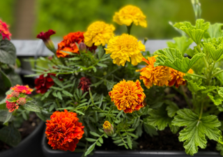 Cempasúchil tempranas: cómo empiezan a florecer en septiembre y qué cuidados requieren