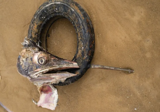 Cena chocante de marlim morto por resíduo no mar reacende debate ambiental em SC