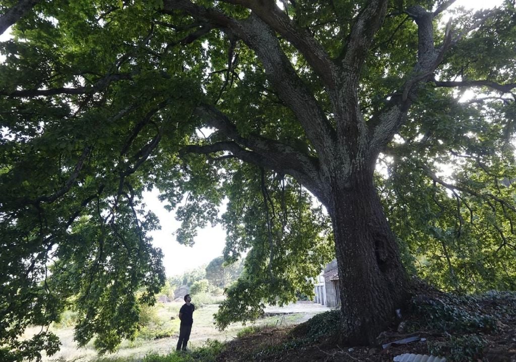 Árvore gigante Proteger as árvores gigantes do abate e de doenças é o intuito o projeto de ciência-cidadã promovido pela Associação Verde. Foto: Associação Verde