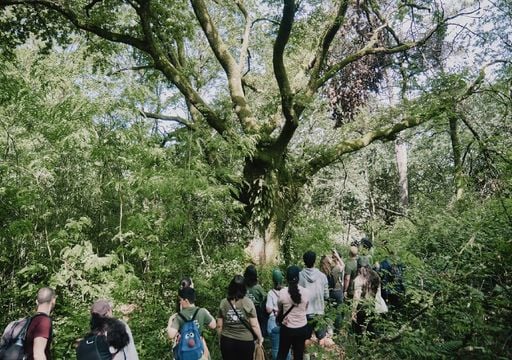 Centenas de volunt&aacute;rios v&atilde;o mapear as &aacute;rvores gigantes dos munic&iacute;pios portugueses