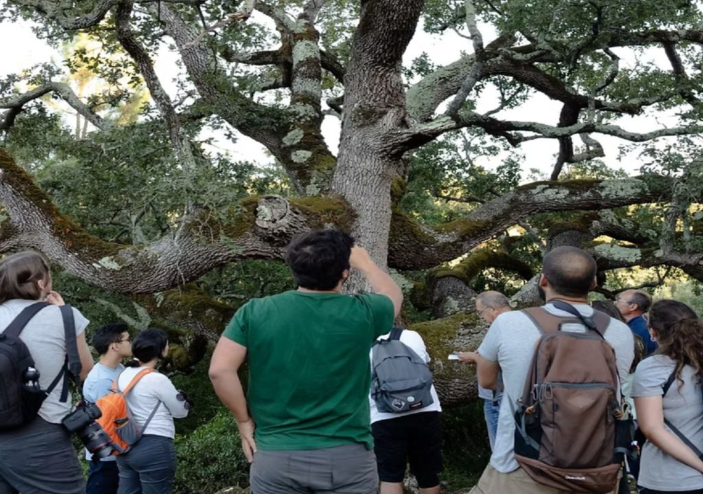 Caminhantes observam uma árvore gigante O levantamento realizado em 2025 permitiu identificar 17 mil árvores de grande porte em todo o território. Foto: Associação Verde