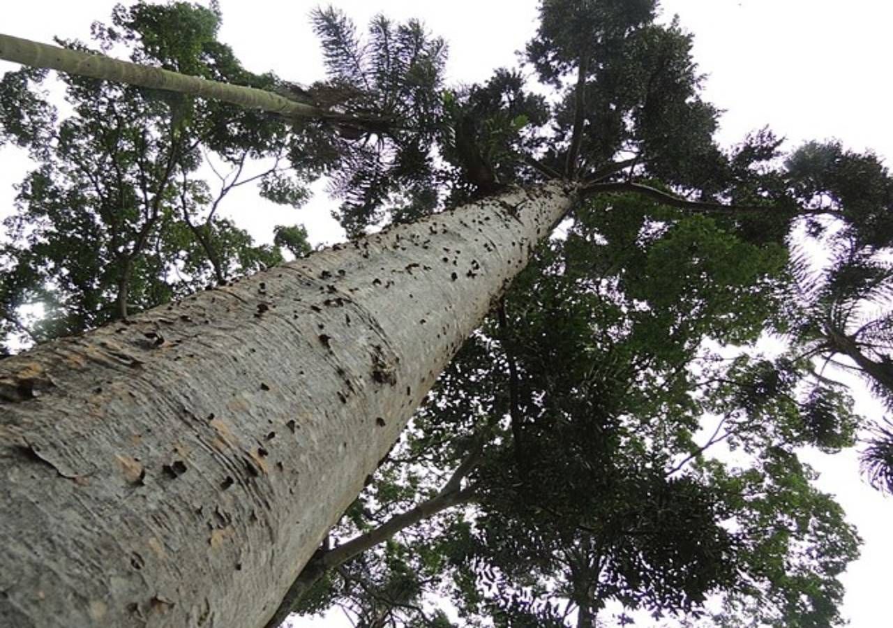 This strange trunk of a tree native to New Zealand is a great mystery of nature