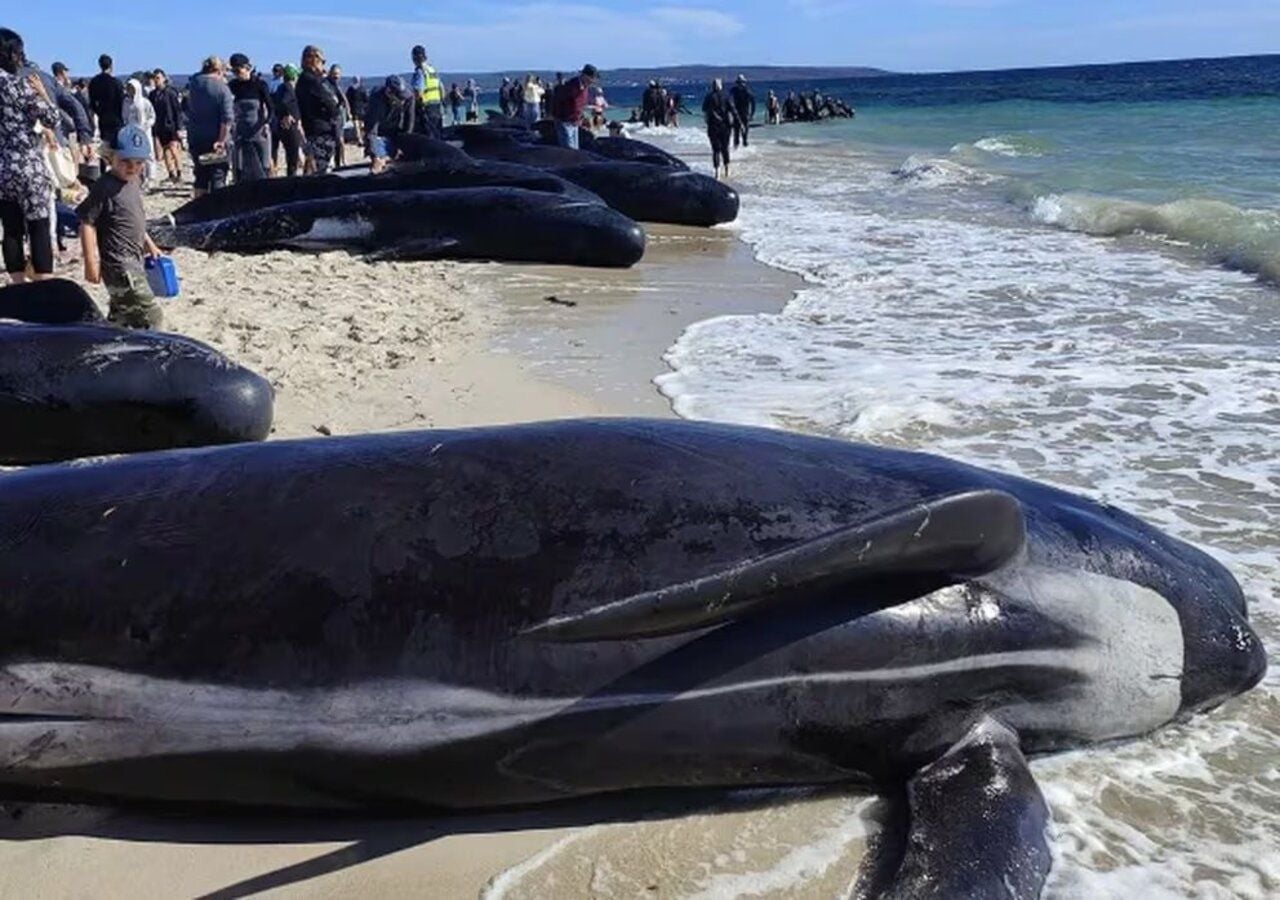 Las ballenas vararon en la madrugada (hora local) del jueves 25 de abril según ecplicaron las autoridades de Dunsborough.
