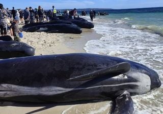 Cerca de 160 ballenas piloto quedaron varadas en la costa occidental de Australia, al menos 26 murieron