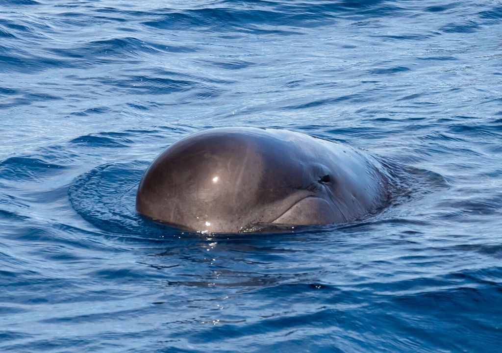 ballena piloto ballena piloto