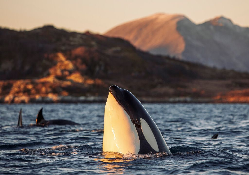 orcas orcas