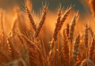Cereais e oleaginosas. Sovena ganha concessão do Terminal de Granéis Alimentares de Palença por 40 anos