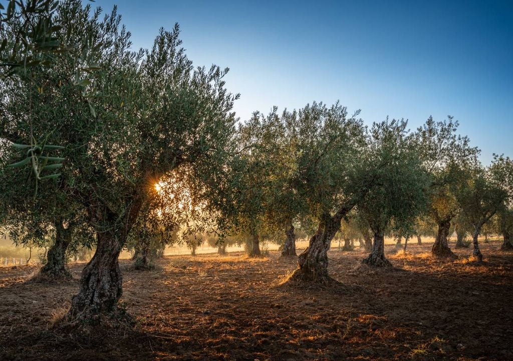 Nos 130 mil hectares regados pelo Alqueva, o olival e o amendoal continuam a ser as culturas dominantes, ainda que o amendoal tenha diminuído ligeiramente face a 2024.