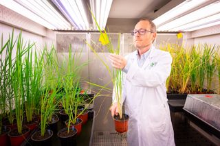 Los científicos tratan de desarrollar un método novedoso: un cereal que se nutra directamente con el nitrógeno del aire