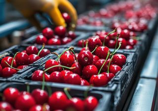 Cerezas chilenas en China: récord de exportaciones provoca desplome de precios