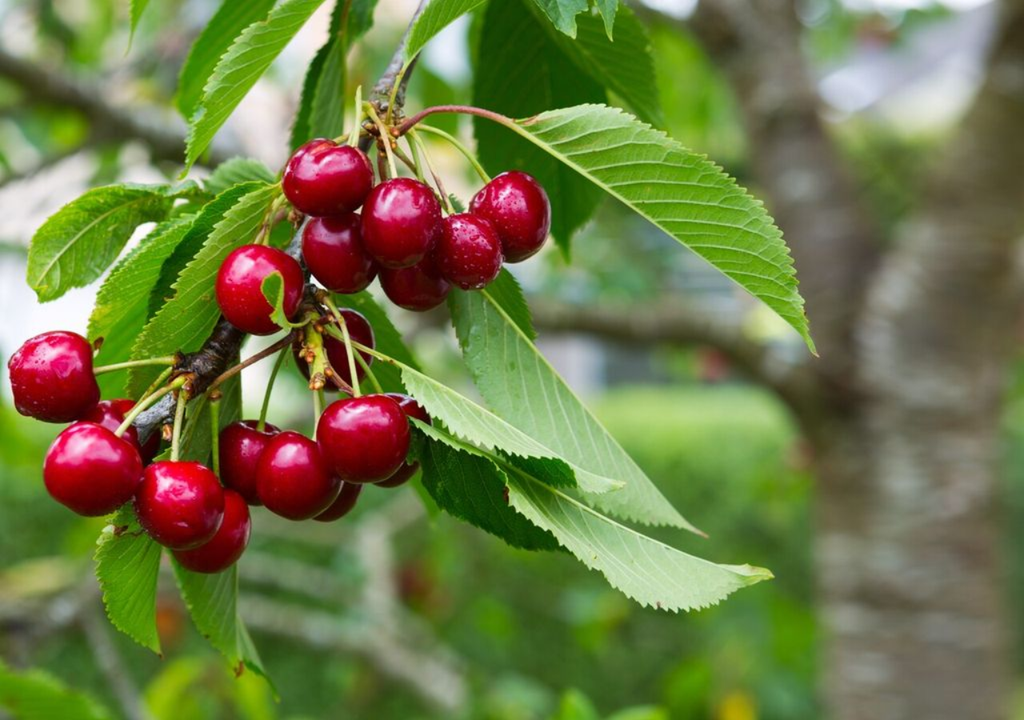 Cerezas.