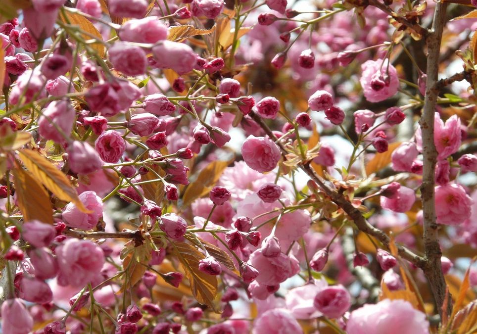 El cerezo en flor es un sÃ­mbolo tÃ­pico de la cultura japonesa.