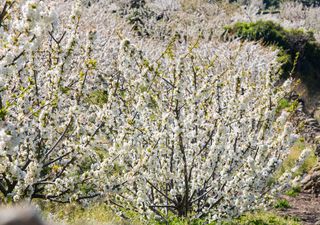 Cerezos en flor en el Valle del Jerte: descubre los mejores lugares para disfrutar de la floración