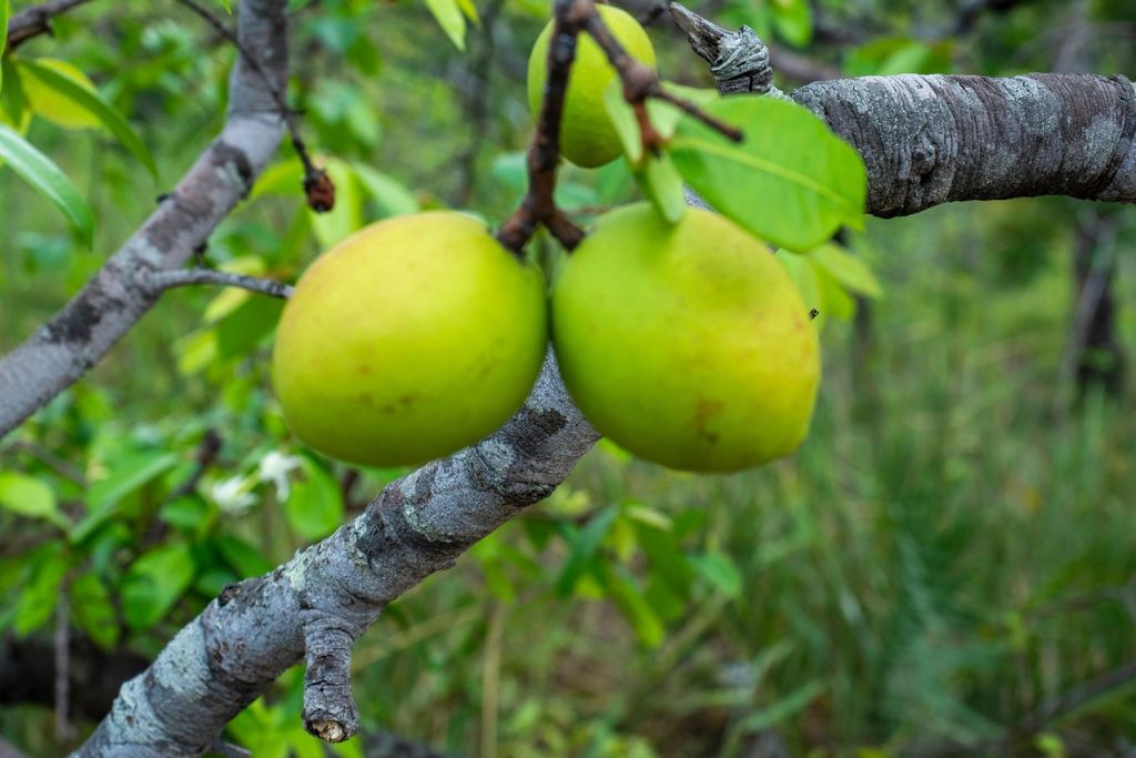 Pequi, fruta, cerrado Pequi, fruta, cerrado